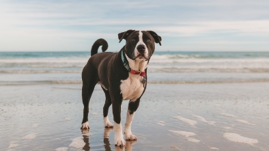 rosies dog beach